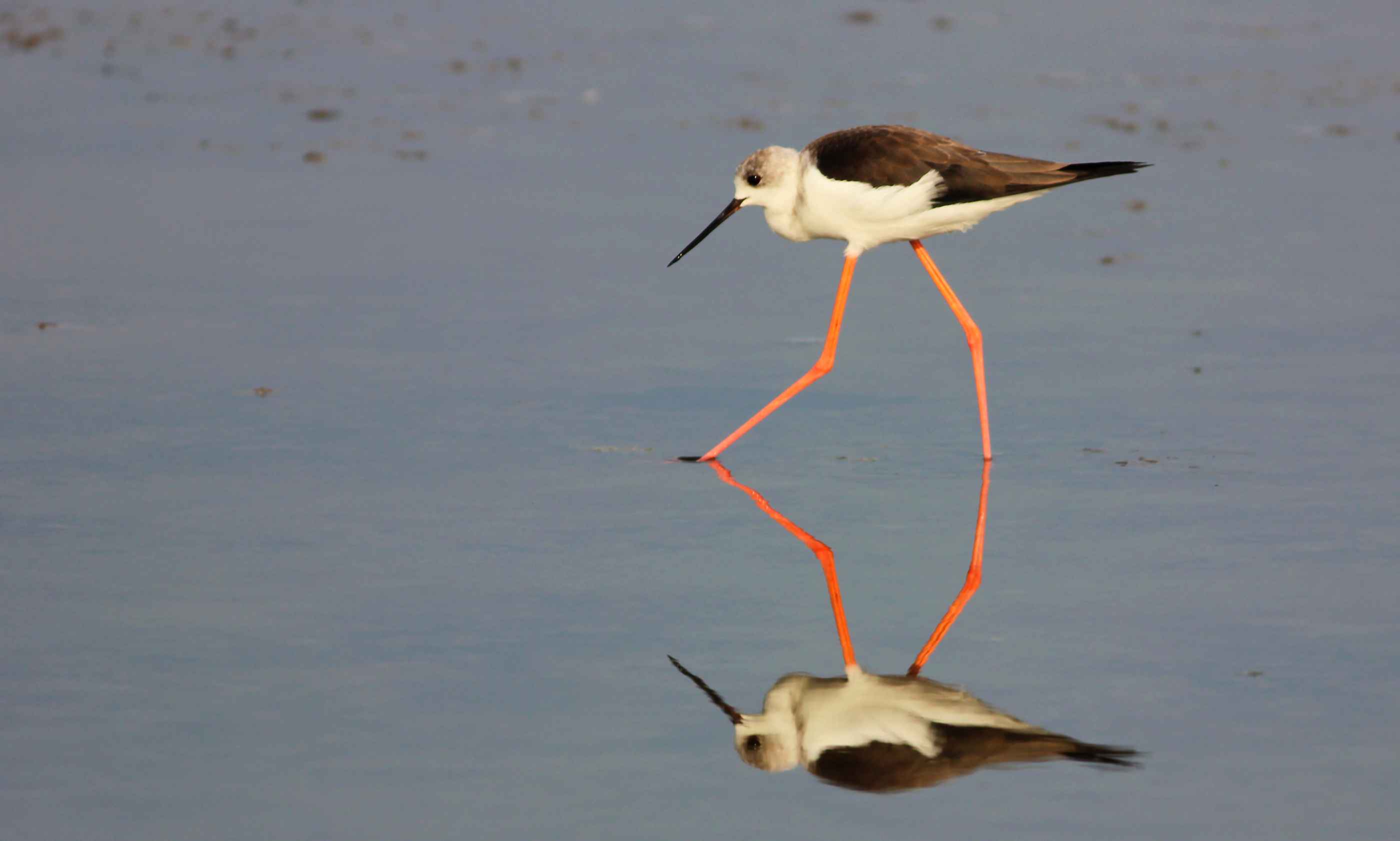 Black-winged Stilt